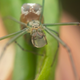 A long-jawed spider holding a droplet of water in its mouthparts.